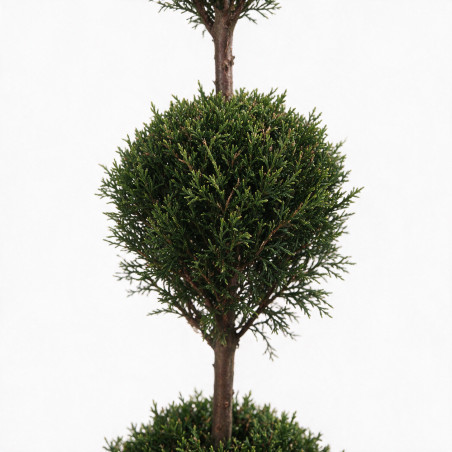 Cyprès de Leyland - Cupressocyparis leylandii 3 boules 120cm Pot 10L