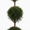 Cyprès de Leyland - Cupressocyparis leylandii 3 boules 120cm Pot 10L