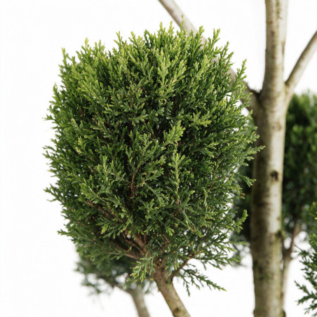 Cyprès de Leyland Castlewellan - Cupressocyparis leylandii Castlewellan Pompom 140/160cm Pot 18L - Topiaire à boules