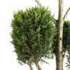 Cyprès de Leyland Castlewellan - Cupressocyparis leylandii Castlewellan Pompom 140/160cm Pot 18L - Topiaire à boules