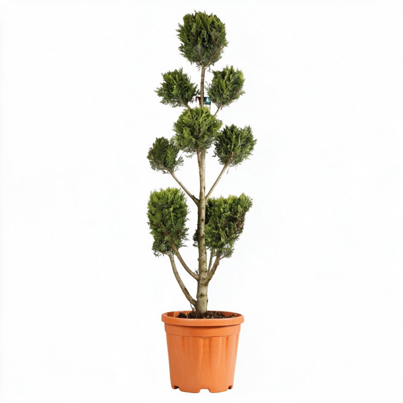 Cyprès de Leyland Castlewellan - Cupressocyparis leylandii Castlewellan Pompom 140/160cm Pot 18L - Topiaire à boules