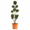 Cyprès de Leyland Castlewellan - Cupressocyparis leylandii Castlewellan Pompom 140/160cm Pot 18L - Topiaire à boules