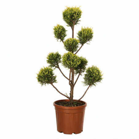 Cyprès de Leyland Castlewellan Gold Pompom 100/120cm Pot 10L - Topiaire en nuages