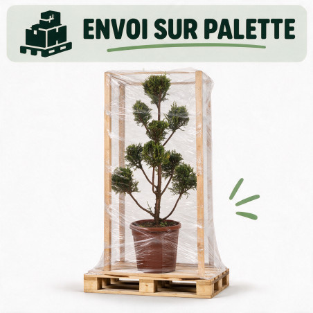 Cyprès de Leyland Castlewellan Gold Pompom 100/120cm Pot 10L - Topiaire en nuages
