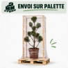 Cyprès de Leyland Castlewellan Gold Pompom 100/120cm Pot 10L - Topiaire en nuages