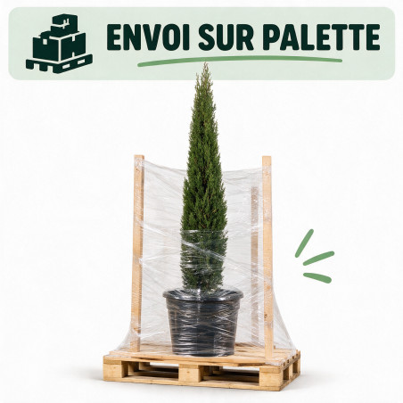 Cyprès de Provence Totem - Cupressus sempervirens Totem Totem 125/145cm Pot 15L