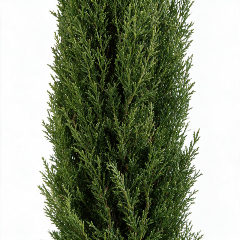 Cyprès de Provence Totem - Cupressus sempervirens Totem Totem 125/145cm Pot 15L