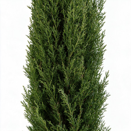 Cyprès de Provence Totem - Cupressus sempervirens Totem Totem 125/145cm Pot 15L
