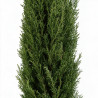 Cyprès de Provence Totem - Cupressus sempervirens Totem Totem 125/145cm Pot 15L
