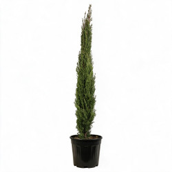 Cyprès de Provence Totem - Cupressus sempervirens Totem Totem 125/145cm Pot 15L