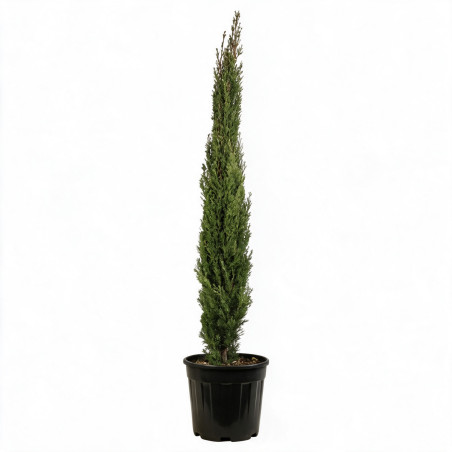 Cyprès de Provence Totem - Cupressus sempervirens Totem Totem 125/145cm Pot 15L