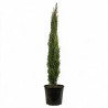 Cyprès de Provence Totem - Cupressus sempervirens Totem Totem 125/145cm Pot 15L