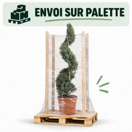 Cyprès de l’Arizona Fastigiata - Cupressus arizonica Fastigiata Spirale 140/160cm Pot 18L