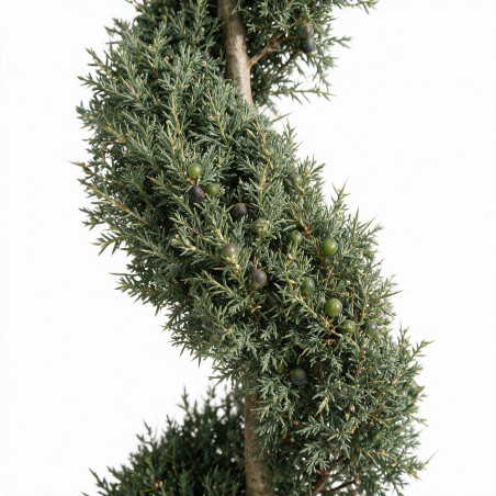 Cyprès de l’Arizona Fastigiata - Cupressus arizonica Fastigiata Spirale 140/160cm Pot 18L