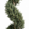Cyprès de l’Arizona Fastigiata - Cupressus arizonica Fastigiata Spirale 140/160cm Pot 18L