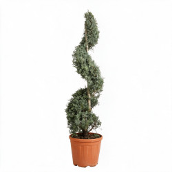 Cyprès de l’Arizona Fastigiata - Cupressus arizonica Fastigiata Spirale 140/160cm Pot 18L
