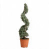 Cyprès de l’Arizona Fastigiata - Cupressus arizonica Fastigiata Spirale 140/160cm Pot 18L