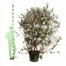 Goyavier du Brésil Mammouth - Feijoa sellowiana Mammouth 200/220cm Pot 90L