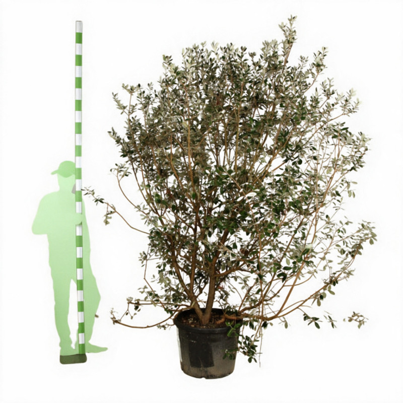 Goyavier du Brésil Mammouth - Feijoa sellowiana Mammouth 200/220cm Pot 90L