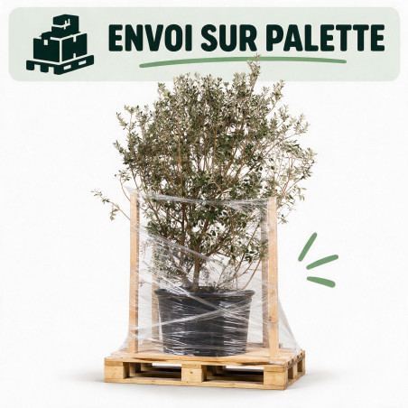 Goyavier du Brésil Mammouth - Feijoa sellowiana Mammouth 200/220cm Pot 90L