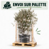 Goyavier du Brésil Mammouth - Feijoa sellowiana Mammouth 200/220cm Pot 90L