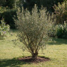 Goyavier du Brésil Mammouth - Feijoa sellowiana Mammouth 200/220cm Pot 90L