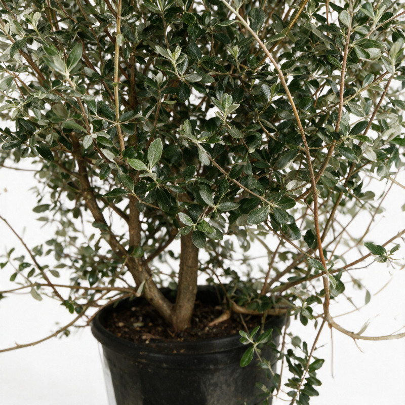 Goyavier du Brésil Mammouth - Feijoa sellowiana Mammouth 200/220cm Pot 90L