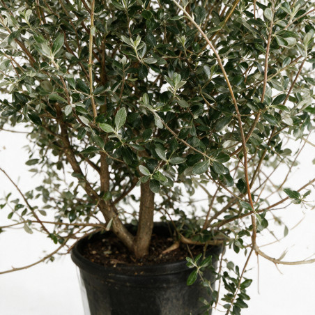 Goyavier du Brésil Mammouth - Feijoa sellowiana Mammouth 200/220cm Pot 90L