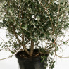 Goyavier du Brésil Mammouth - Feijoa sellowiana Mammouth 200/220cm Pot 90L