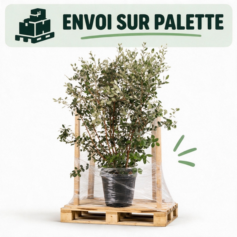 Goyavier du Brésil - Feijoa sellowiana 125/145cm Pot 35L