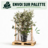 Goyavier du Brésil - Feijoa sellowiana 125/145cm Pot 35L