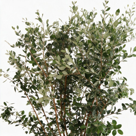 Goyavier du Brésil - Feijoa sellowiana 125/145cm Pot 35L