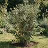 Goyavier du Brésil - Feijoa sellowiana 125/145cm Pot 35L