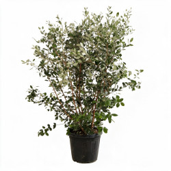 Goyavier du Brésil - Feijoa sellowiana 125/145cm Pot 35L