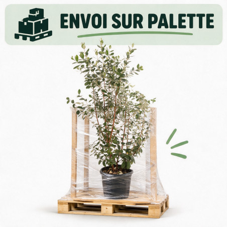 Goyavier du Brésil - Feijoa sellowiana 100/120cm Pot 18L
