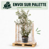 Goyavier du Brésil - Feijoa sellowiana 100/120cm Pot 18L