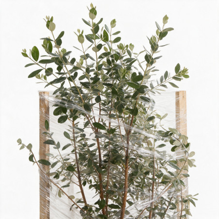 Goyavier du Brésil - Feijoa sellowiana 100/120cm Pot 18L