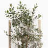 Goyavier du Brésil - Feijoa sellowiana 100/120cm Pot 18L