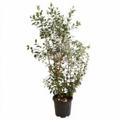Goyavier du Brésil - Feijoa sellowiana 100/120cm Pot 18L