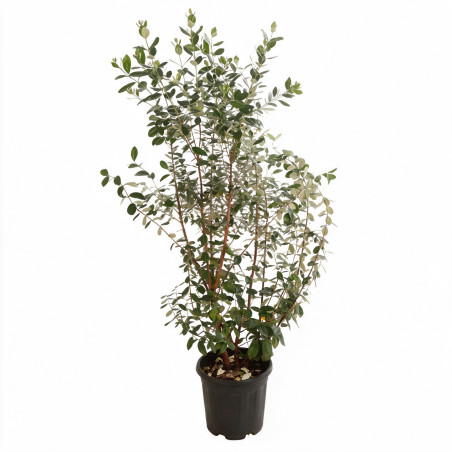 Goyavier du Brésil - Feijoa sellowiana 100/120cm Pot 18L