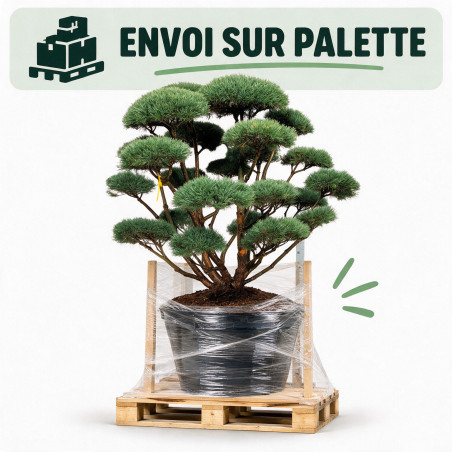 Pin sylvestre Watereri - Pinus sylvestris Watereri Bonsaï 175/200cm Pot 500L