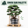 Pin sylvestre Watereri - Pinus sylvestris Watereri Bonsaï 175/200cm Pot 500L