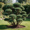 Pin sylvestre Watereri - Pinus sylvestris Watereri Bonsaï 175/200cm Pot 500L