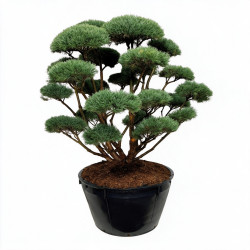 Pin sylvestre Watereri - Pinus sylvestris Watereri Bonsaï 175/200cm Pot 500L
