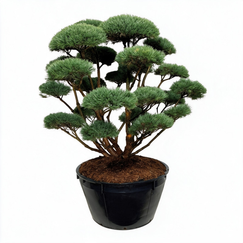 Pin sylvestre Watereri - Pinus sylvestris Watereri Bonsaï 175/200cm Pot 500L
