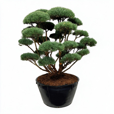 Pin sylvestre Watereri - Pinus sylvestris Watereri Bonsaï 175/200cm Pot 500L