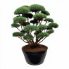 Pin sylvestre Watereri - Pinus sylvestris Watereri Bonsaï 175/200cm Pot 500L