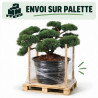 Pin sylvestre Repens - Pinus sylvestris Repens Bonsaï 175/200cm Pot 500L