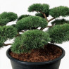 Pin sylvestre Repens - Pinus sylvestris Repens Bonsaï 175/200cm Pot 500L