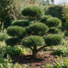 Pin sylvestre Repens - Pinus sylvestris Repens Bonsaï 175/200cm Pot 500L